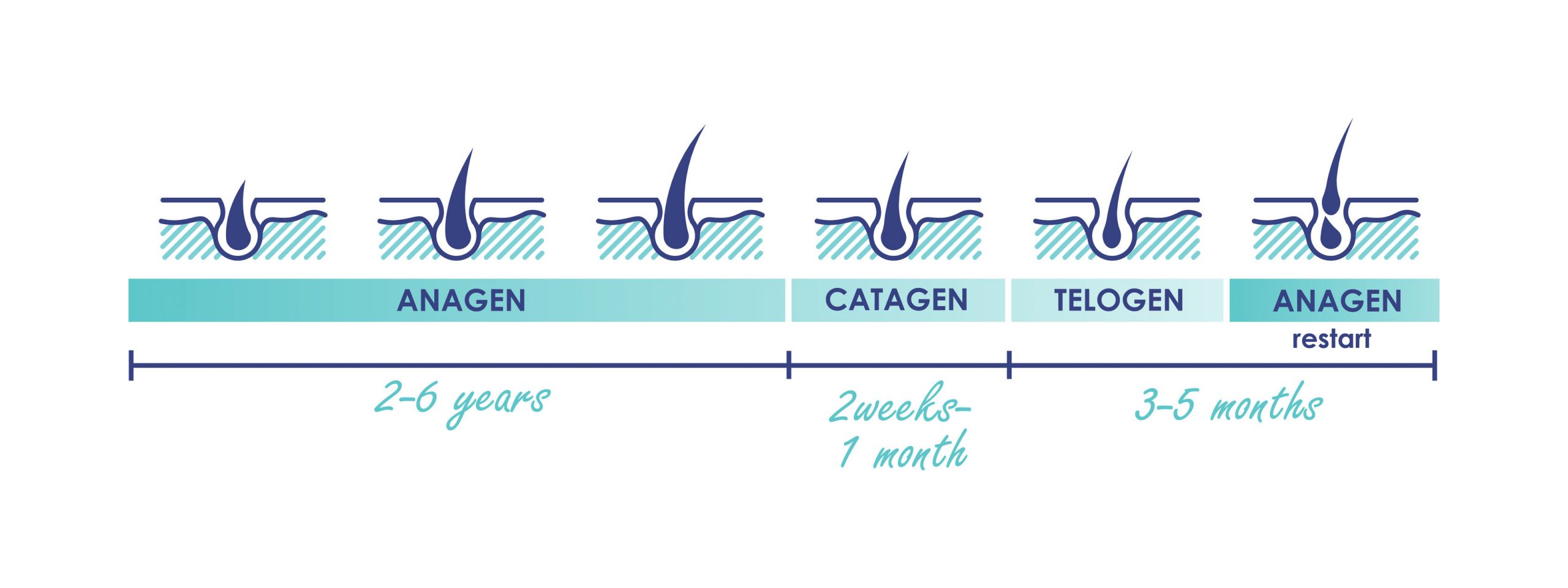 Hair growth phases. Normal hair cycle icons. Vector illustration